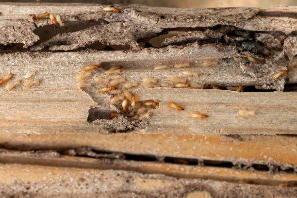 Best Emergency Pest Control  in Vla Grove, IL